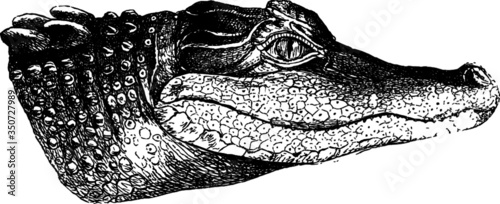 Old Drawing of a River Crocodile Profile
