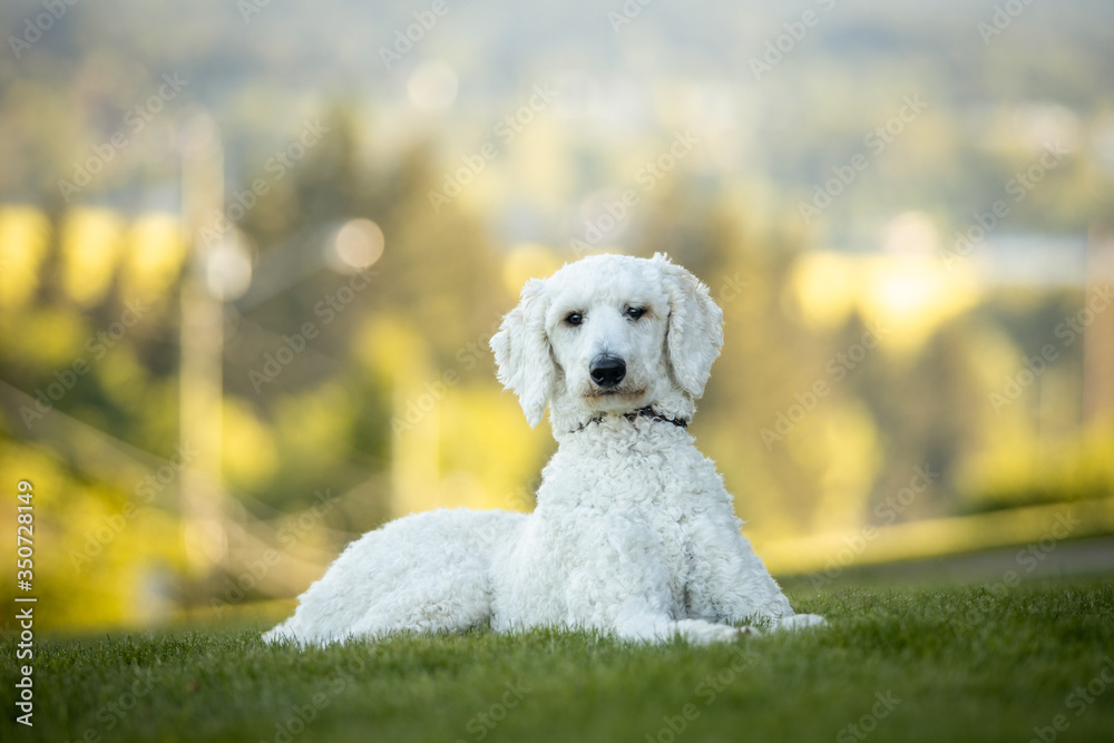 White standard poodle dog lying in grass on a summer evening White standard poodle dog lying in grass on a summer evening