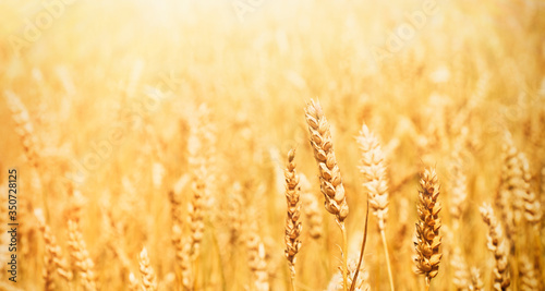 Golden wheat field Background in sunlight