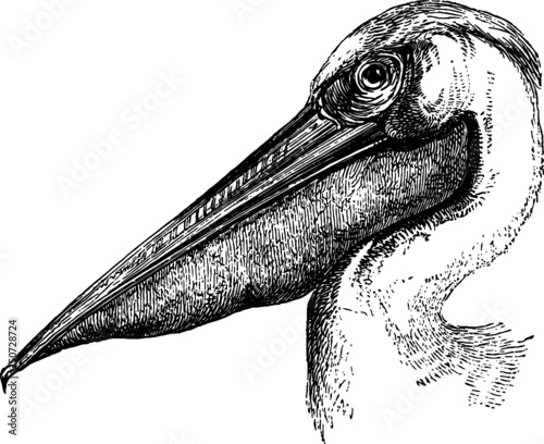 Vintage illustration of a Sea Pelican's Face