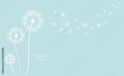Hand drawn of Dandelions. Vector illustration