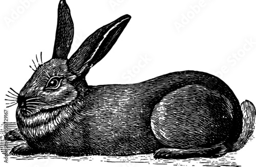 Old drawing of a Sitting Rabbit