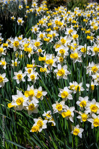 Classic white and yellow daffodils growing, and blooming, is a sunny garden 