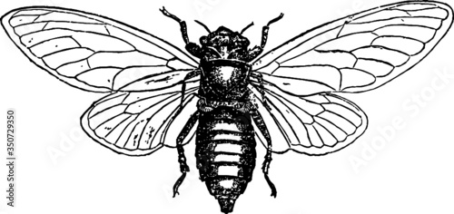 Vintage Small Cicada Vector