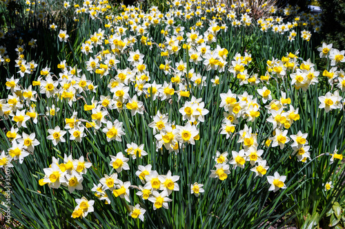 Classic white and yellow daffodils growing, and blooming, is a sunny garden
