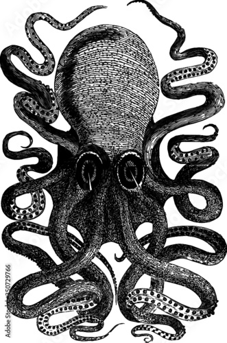Vintage Octopus Engraving