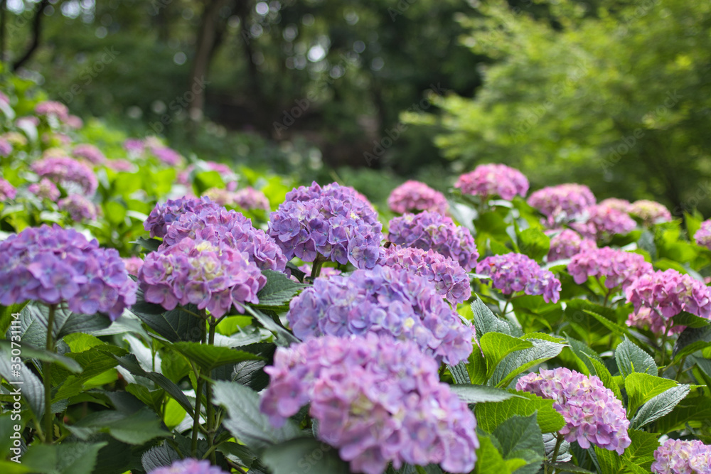満開の紫陽花 アジサイ 満開の紫陽花 アジサイ