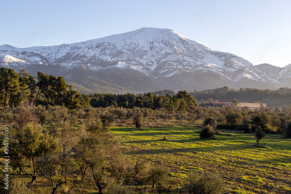 Olive grove on a background of snow-capped mountains