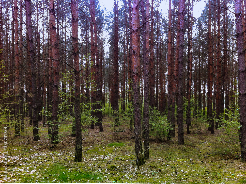 trees in the forest trees in the forest