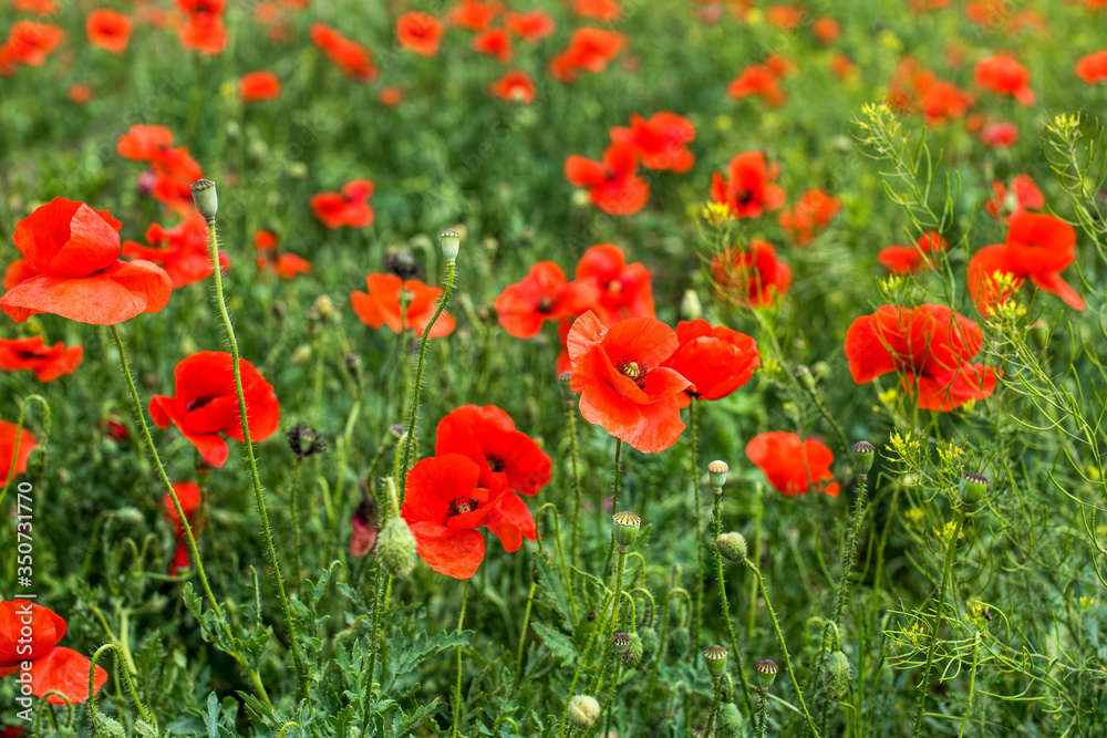Summer scarlet poppy flowers field Scarlet poppy flowers meadow. Summer scarlet poppy flowers field Scarlet poppy flowers meadow.