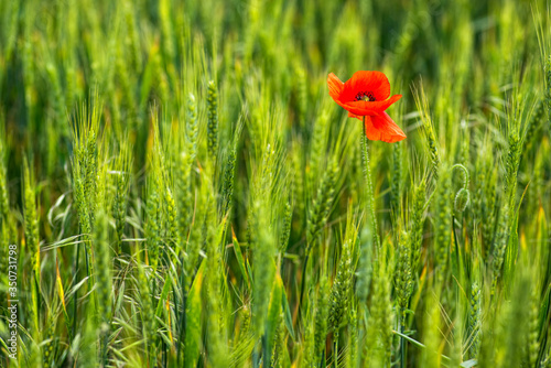 Flowers Red Poppies (Papaveraceae) blossom on green wheat field.