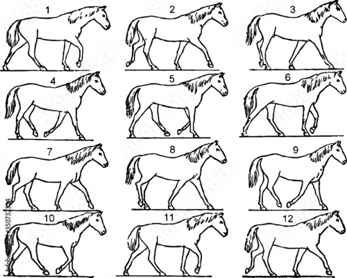Walking Horses, Vector Sketch of a 19th century engraving