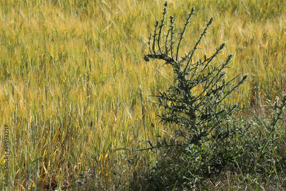 Fototapeta premium Green wheat in the field. french landscape