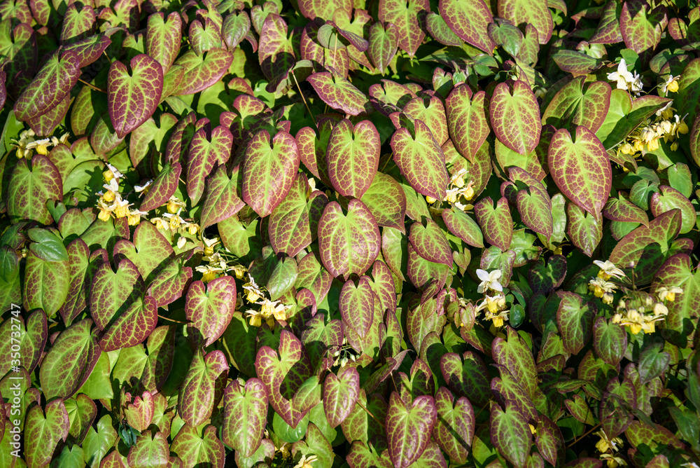 Fototapeta premium Green and red of Epimedium foliage with yellow flowers in the sun, as a nature background