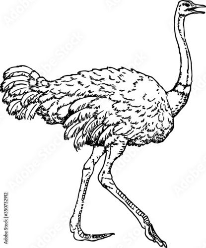 Wild Ostrich, Vector Illustration of a 19th century engraving