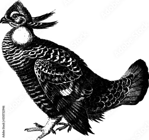 Vector Sketch of a Wild Prairie Chicken, Vector Drawing of a engraving from the 19th century