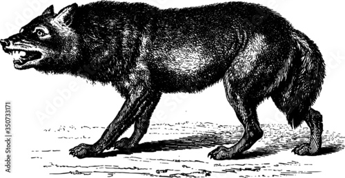 Old Drawing of a Wolf, Vector Drawing of a engraving from the 19th century
