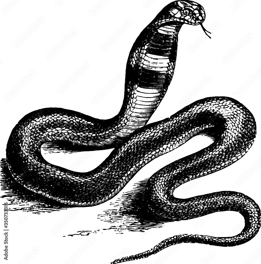 Vector Sketch Of A Young Deadly Cobra Snake, Vector Sketch Of A 19th 