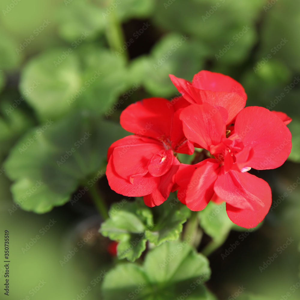 Red geranium flowers on a background of green leaves Red geranium flowers on a background of green leaves
