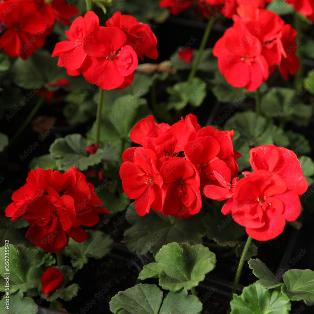 Red garden geranium flowers on a background of green leaves