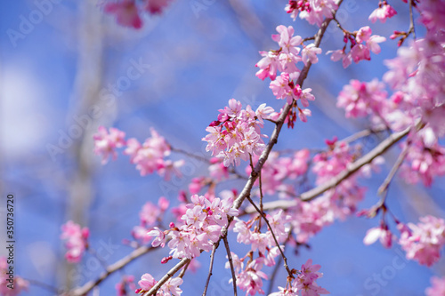 枝垂桜 shidarezakura