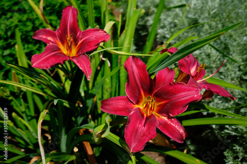Bright red Daylily blossoms against dark green leaves.