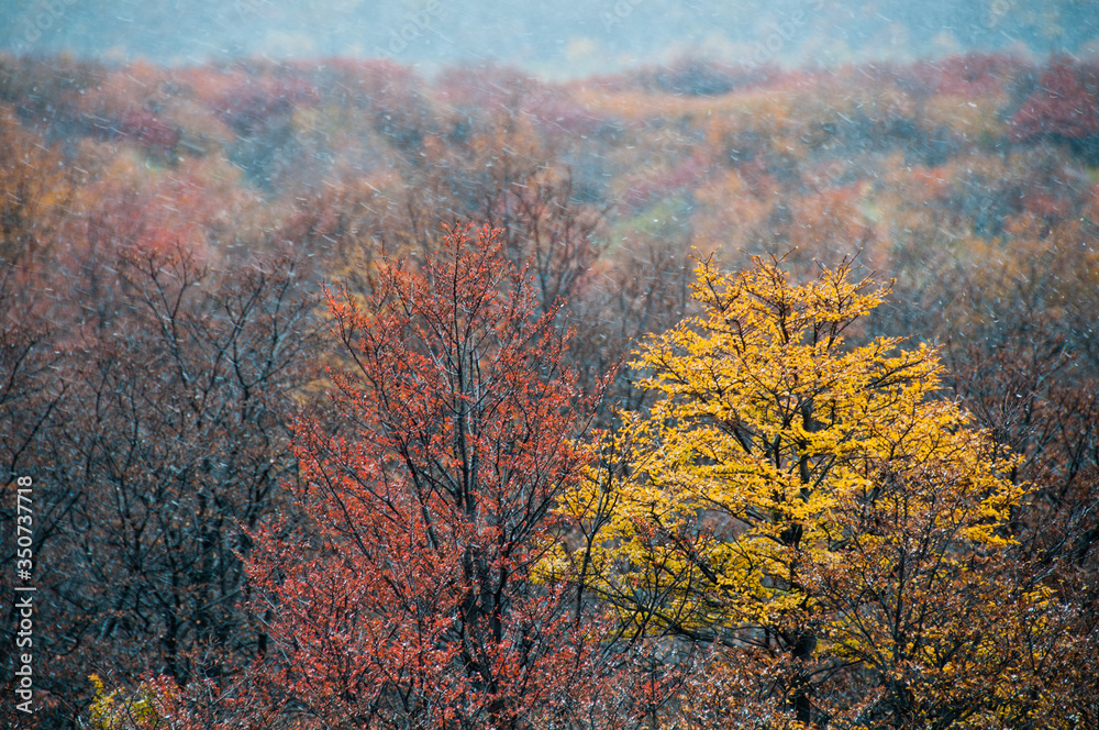 Fall colors with snow in the trees.