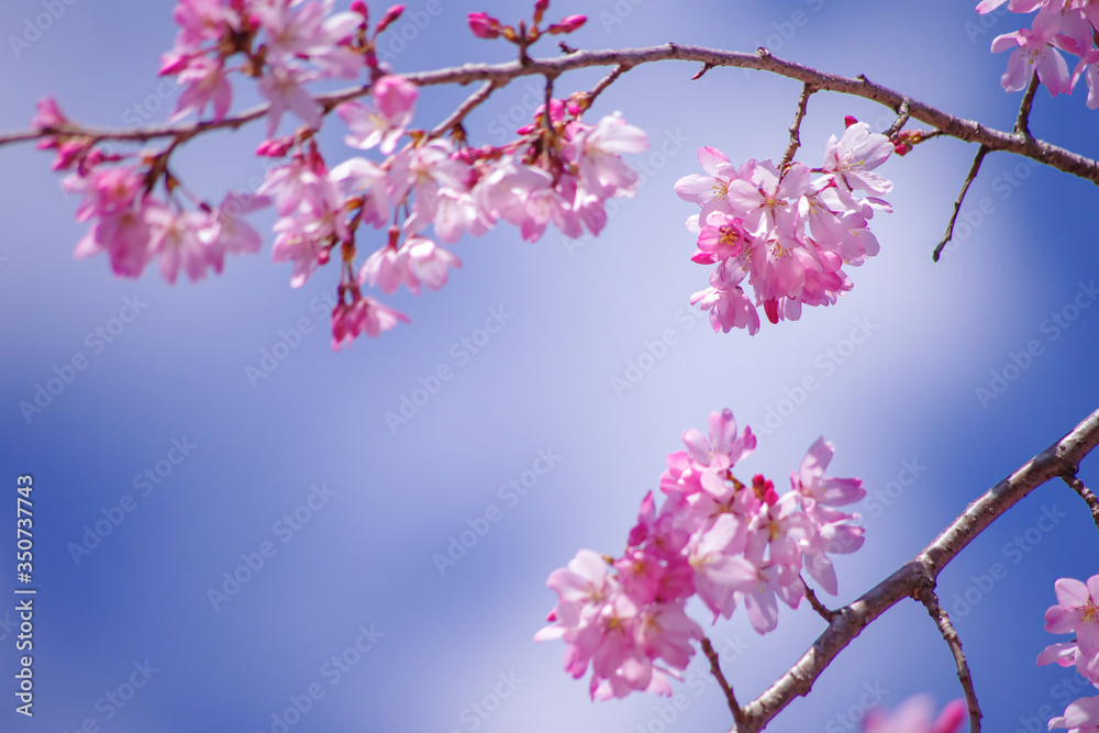 枝垂桜　shidarezakura：桜、春イメージ