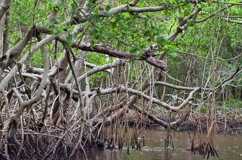 Protected ecological carbon capture mangrove forest  in Everglade City  Florida  USA