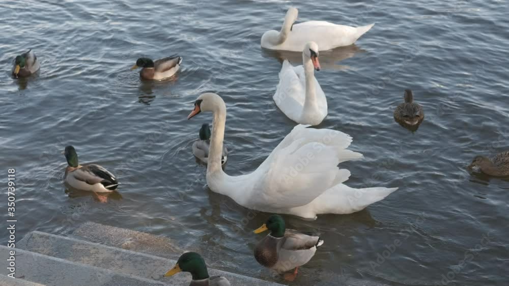 Swans attractions. Swans with ducks in the city park. Swans attractions. Swans with ducks in the city park.