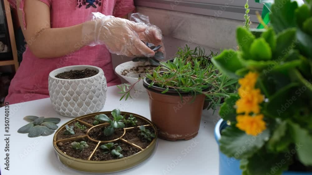 Succulent gardening in balcony for house plants in interior decoration Succulent gardening in balcony for house plants in interior decoration