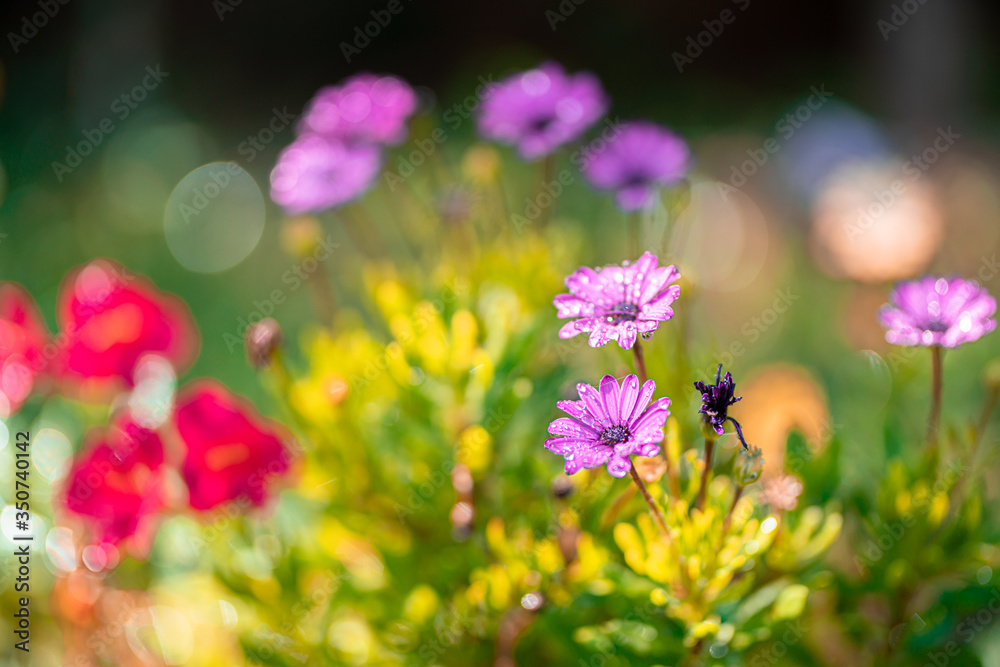 Beautiful cosmos flowers blooming in garden Beautiful cosmos flowers blooming in garden