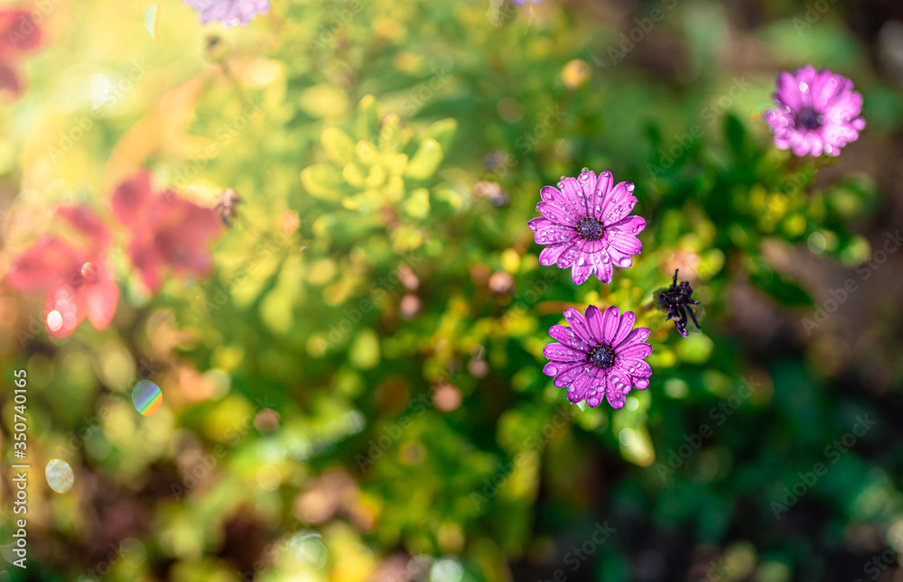 Beautiful cosmos flowers blooming in garden Beautiful cosmos flowers blooming in garden