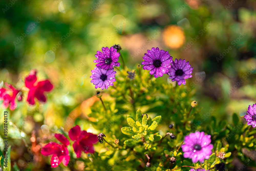 Beautiful cosmos flowers blooming in garden Beautiful cosmos flowers blooming in garden