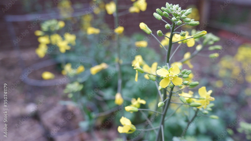 Kale Flower Buds Kale Flower Buds