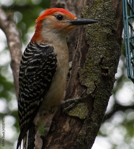 A red-bellied woodpecker perches on a tree branch.
