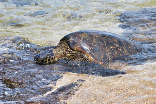 Green sea turtle resting very near the shoreline.
