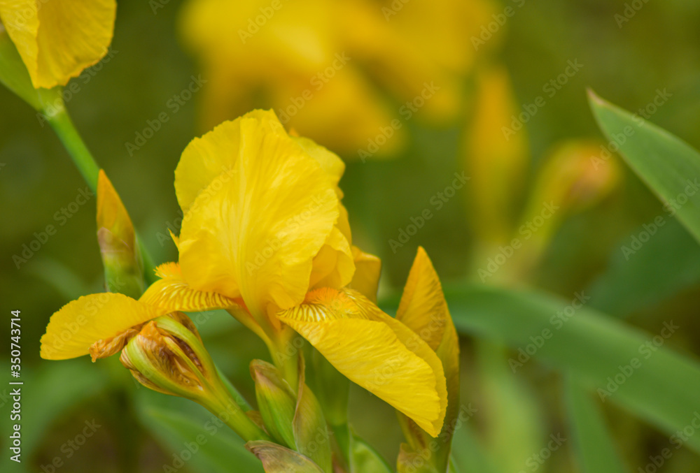 Fototapeta premium Pale Yellow Iris on green background