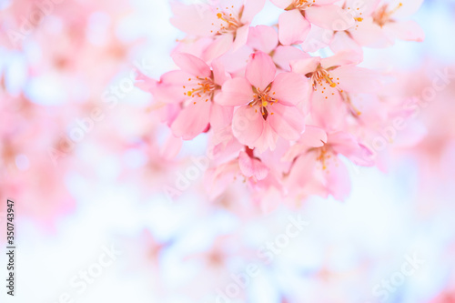 Closeup of cherry blossom in Japanese park