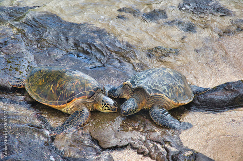 Two large green sea turtles resting with heads together on a beach on Maui.
