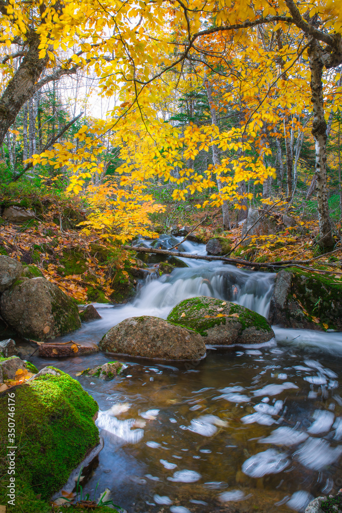 Tranquil forest scenery of autumn fall foliage colors with water stream inside a National Park. Franey Mountain Trail along the Cabot Trail. Autumn colors of Cape Breton, Nova Scotia