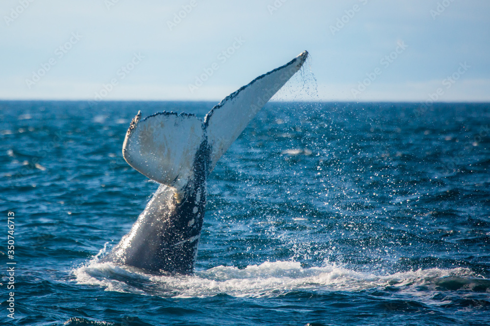 Fototapeta premium Humpback whale jumping out of the ocean water and splashing, Bay of Fundy, Atlantic Ocean
