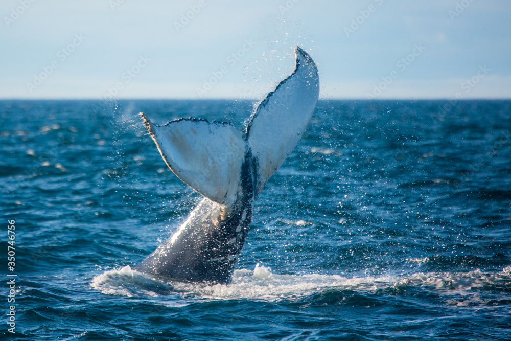 Fototapeta premium Humpback whale jumping out of the ocean water and splashing, Bay of Fundy, Atlantic Ocean