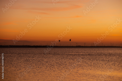 Bird and sunset, wind farm © Nomade
