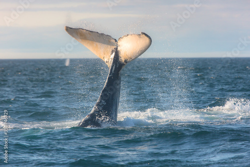 Humpback whale jumping out of the ocean water and splashing, Bay of Fundy, Atlantic Ocean