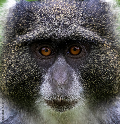 Blue monkey Cercopithecus mitis, adult stares into camera, Tanzania, January 2020