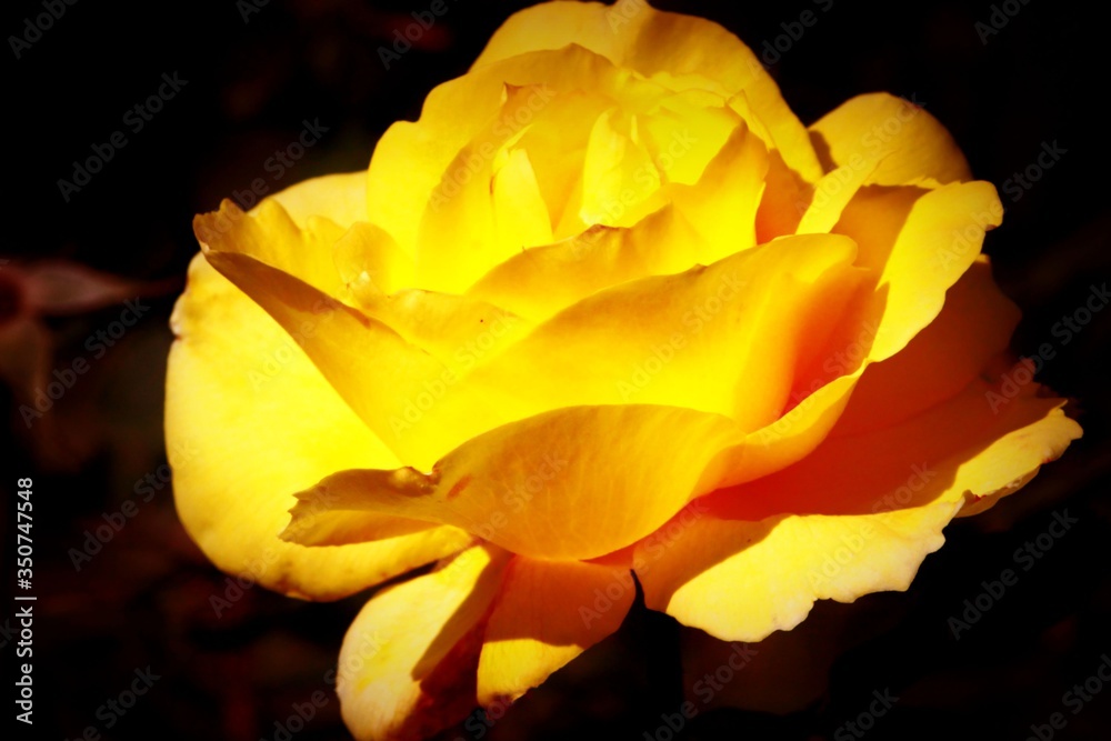 Yellow Rose Retro Dark Background