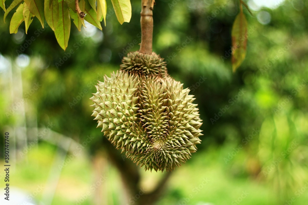 Bombacaceae. Durian. Durio zibethinus Murray. Fresh durian on the tree. Bombacaceae. Durian. Durio zibethinus Murray. Fresh durian on the tree.