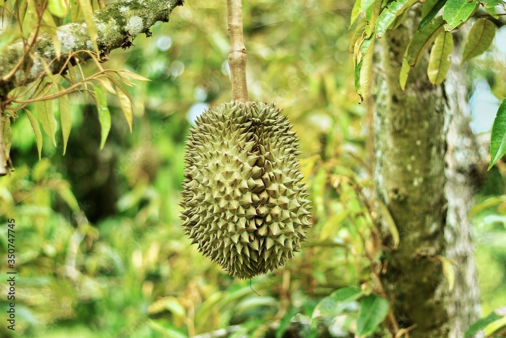 Bombacaceae. Durian. Durio zibethinus Murray. Fresh durian on the tree. Bombacaceae. Durian. Durio zibethinus Murray. Fresh durian on the tree.