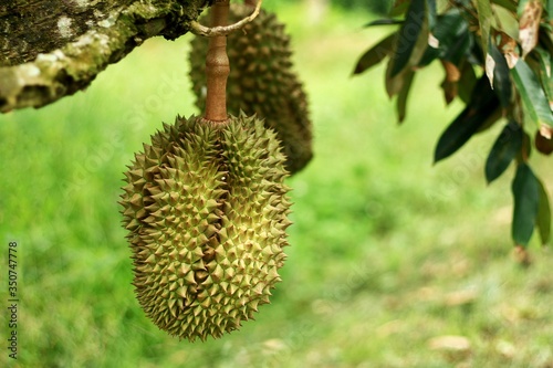 Bombacaceae. Durian. Durio zibethinus Murray. Fresh durian on the tree. 